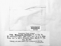 Splanchnonema foedans image